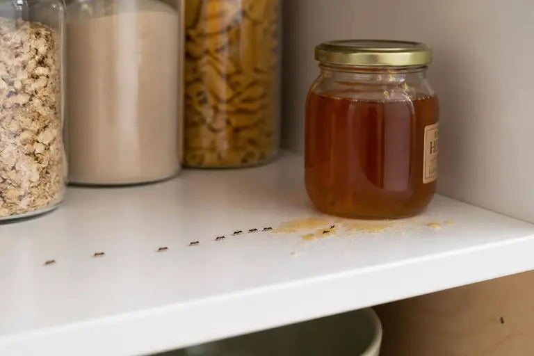 Ants crossing a pantry shelf toward spilled sugar