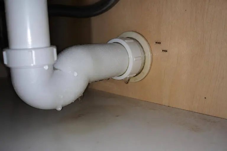 Ants near a leaking pipe under a kitchen sink