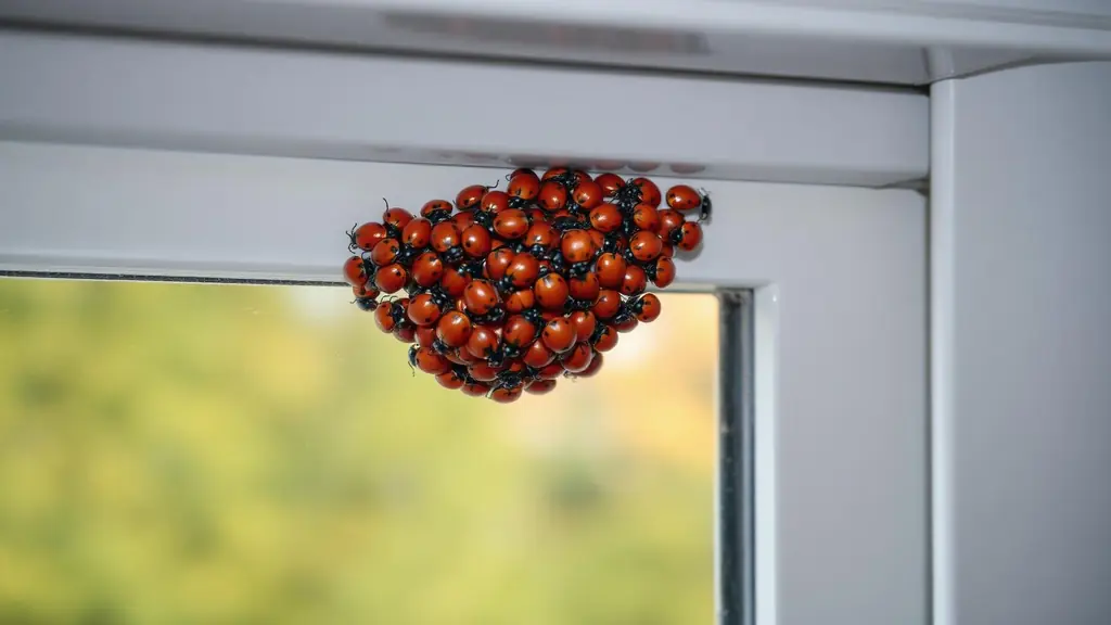 Cluster of ladybugs gathered in the corner of an interior window frame